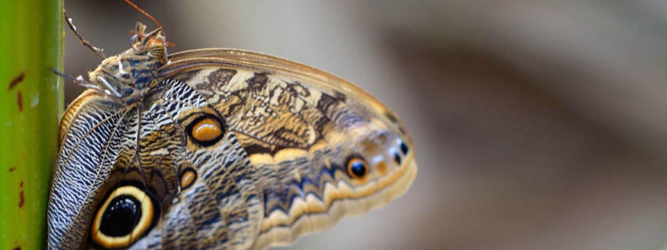 butterfly